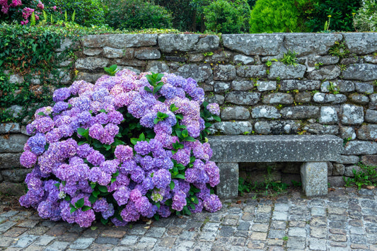 Die Symbolik der Hortensie: Ein Blütenwunder mit tiefer Bedeutung